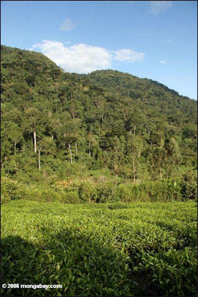 20110306-tea plantation in uganda mongabay ug7_5705.JPG